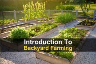 Introduction to Backyard Farming