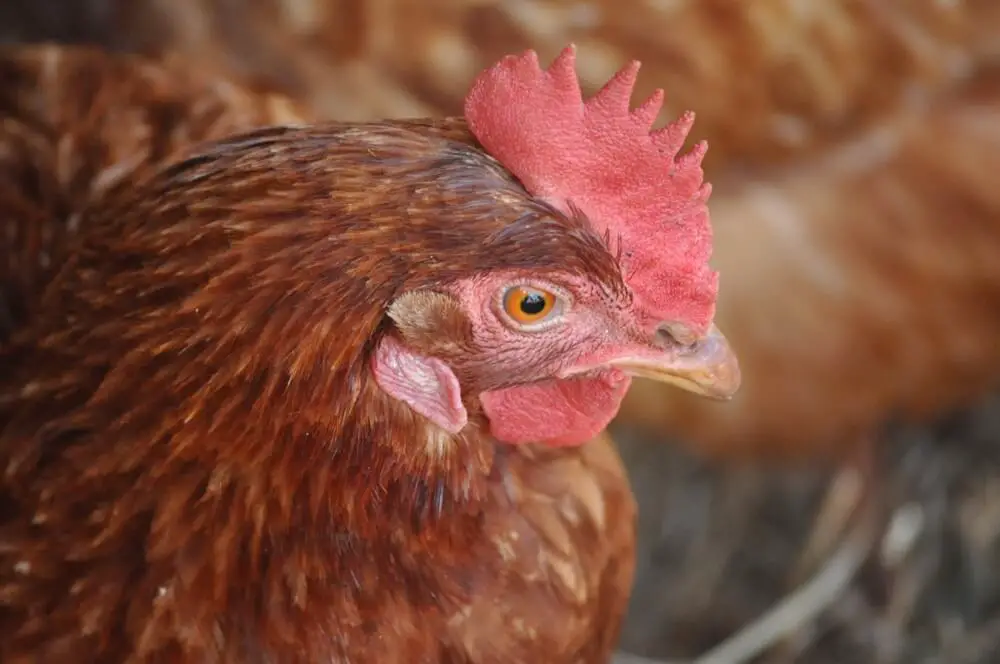 ISA Brown Chicken