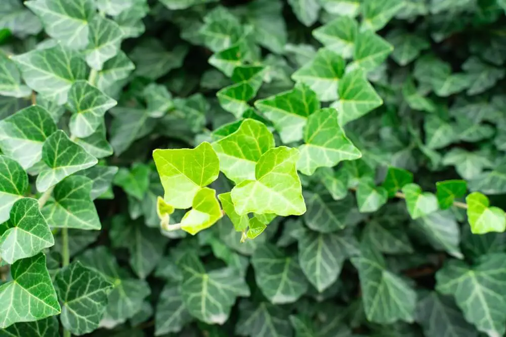 Ivy Leaves