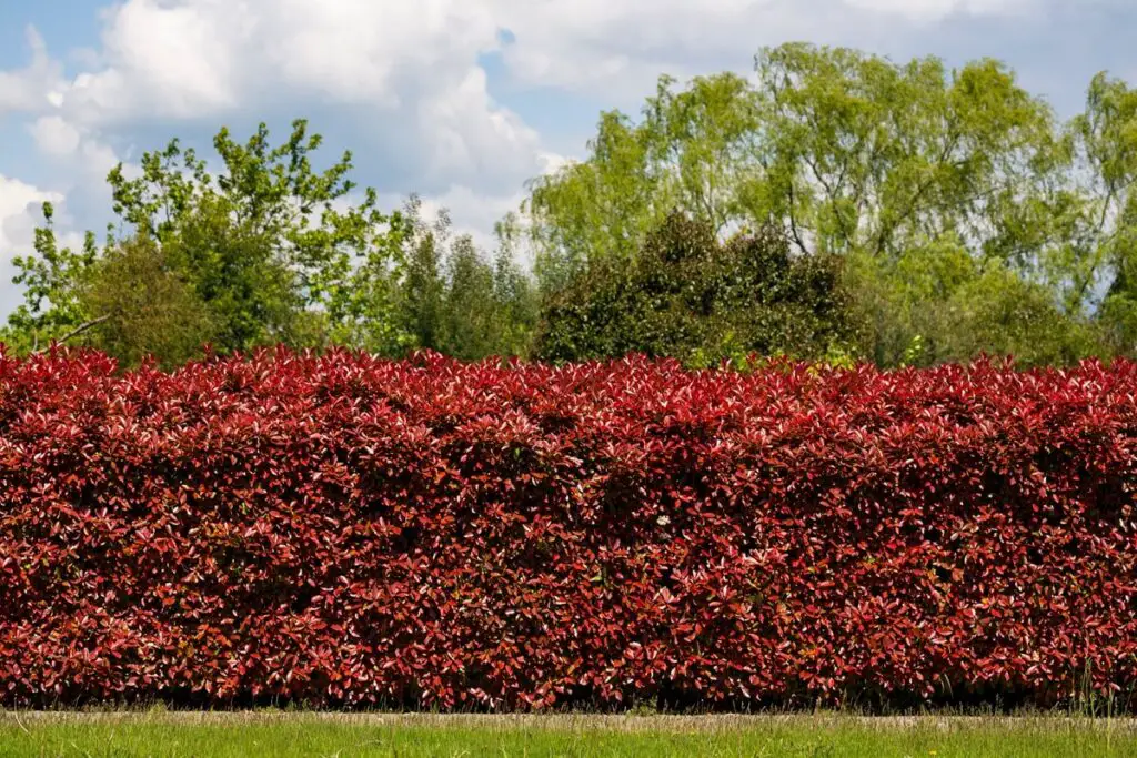 Japanese Barberry Hedge