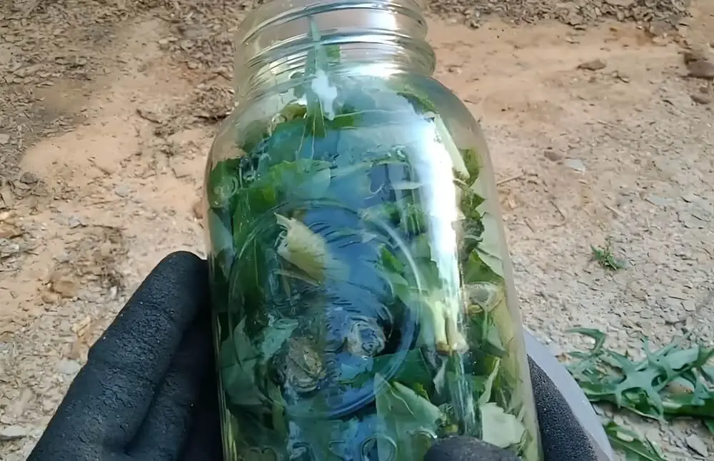 Jar of Lettuce