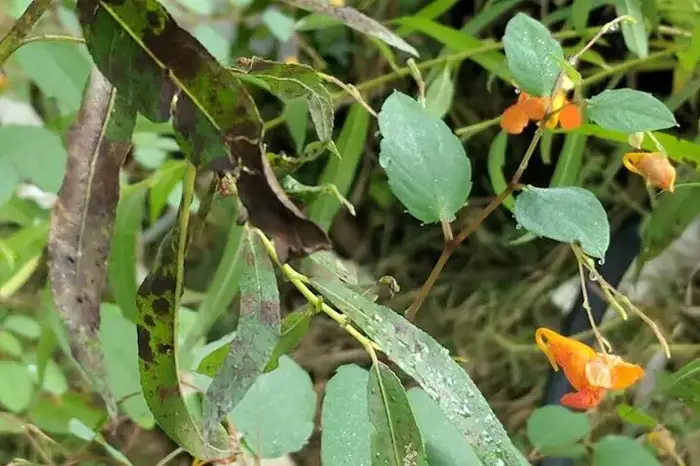 Jewelweed Plant And Leaves
