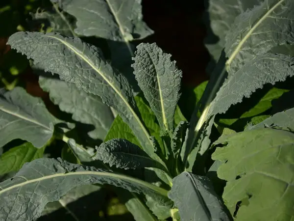 Kale Plant