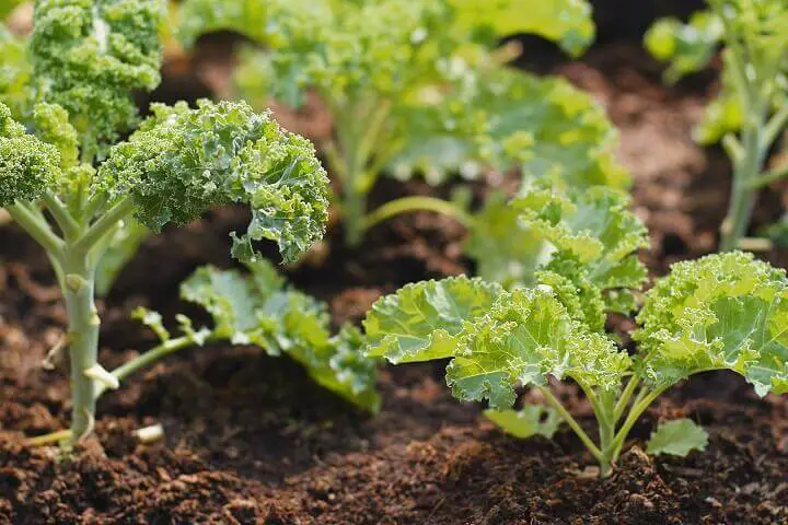 Kale Plants on Farm