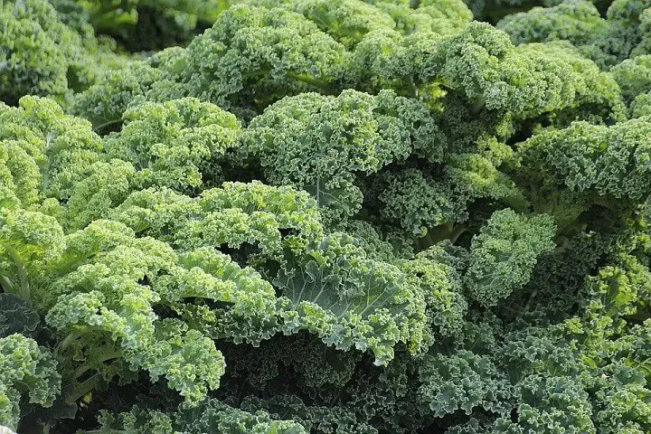 Kale Plants Up Close