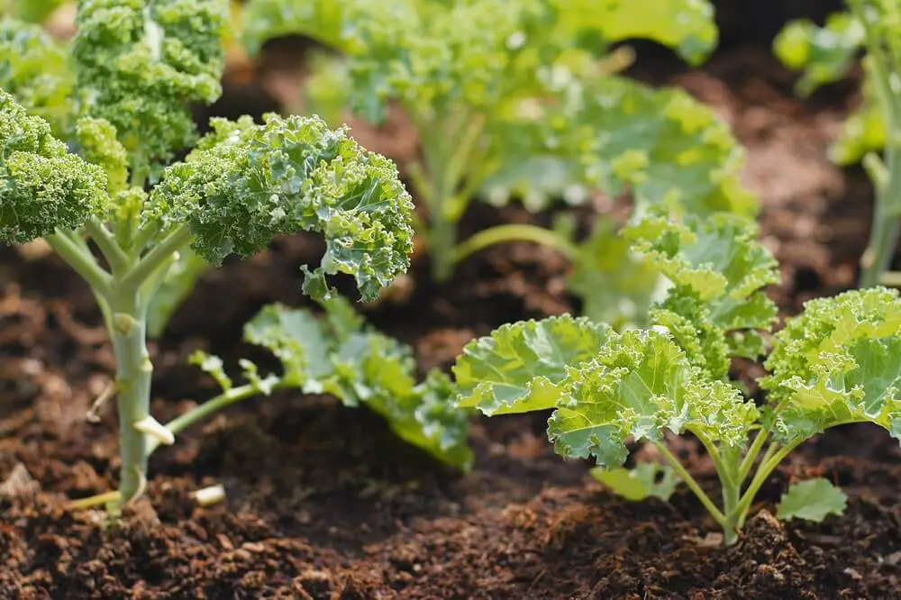 Kale Plants
