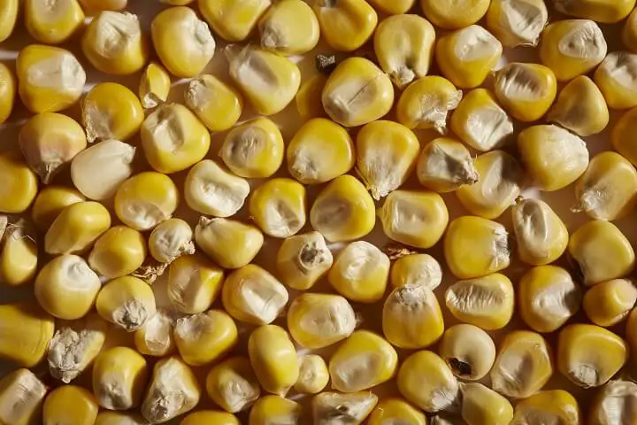 Kernel of Dried Corn