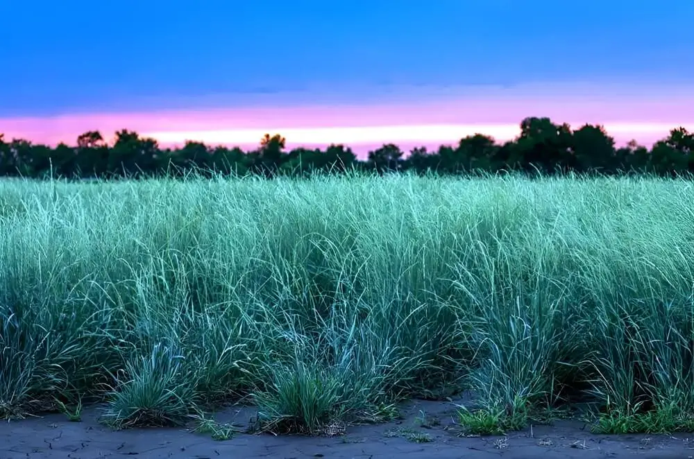 Kernza Plants