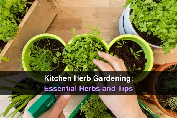 Kitchen Herb Gardening: Essential Herbs and Tips