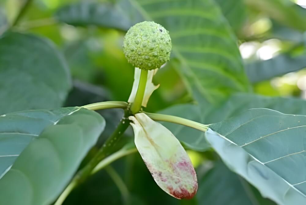 Kratom Plant