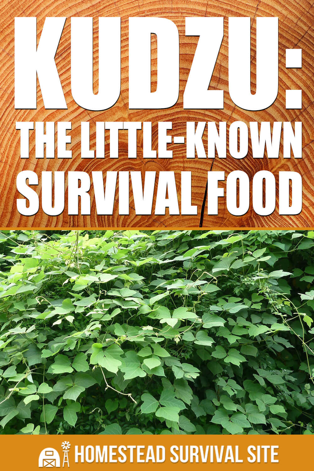 Kudzu: The Little-Known Survival Food