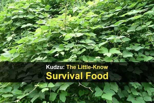 Kudzu: The Little-Known Survival Food