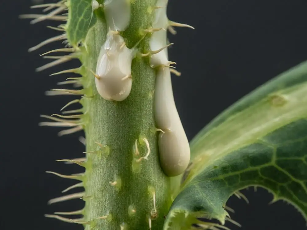 Lactucarium Secreted by Wild Lettuce