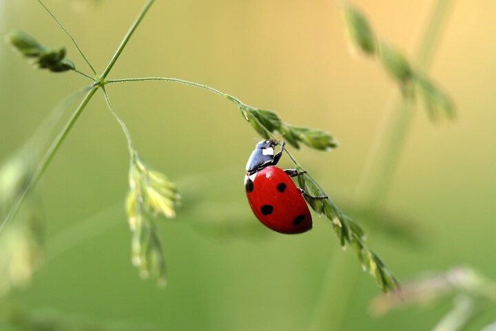 Ladybug on Plant