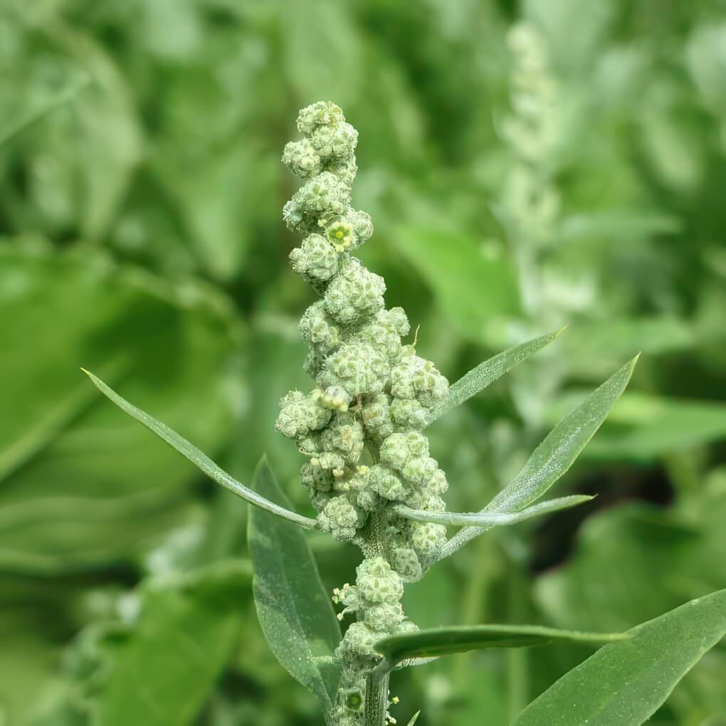 Lamb’s Quarters (Chenopodium album)