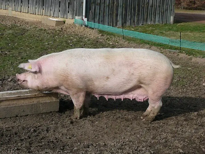 Landrace Pig Breed