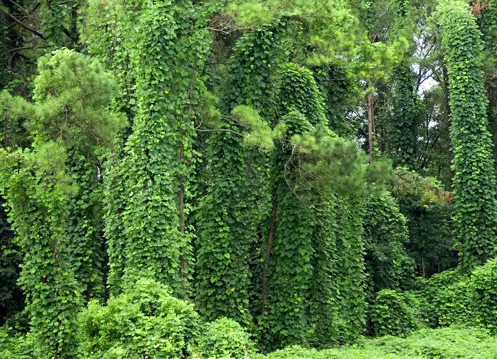 Large Kudzu Vines