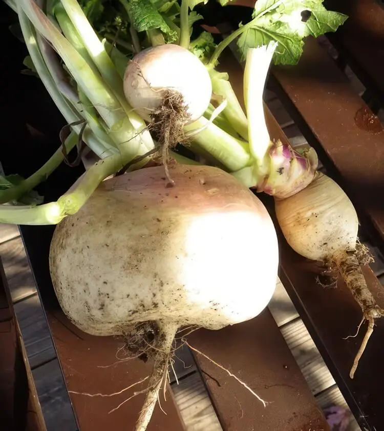 Large Turnip