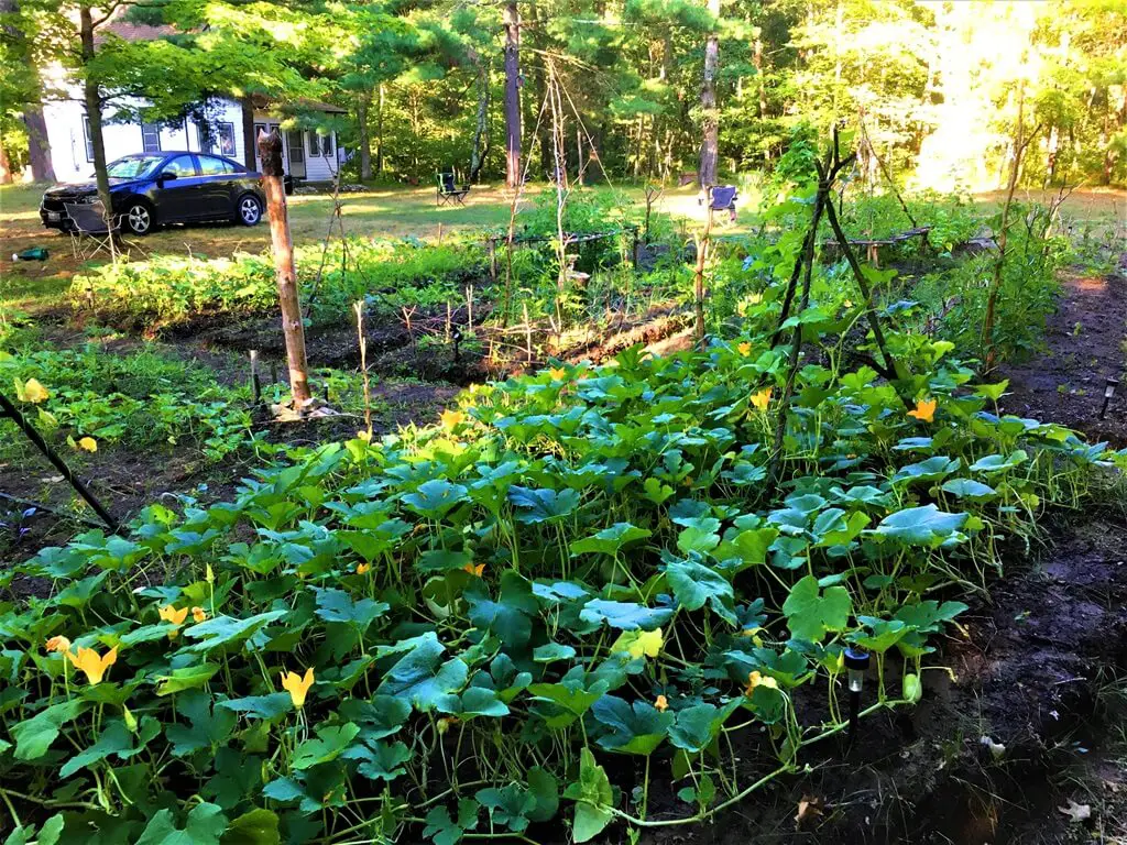 Large Vegetable Garden