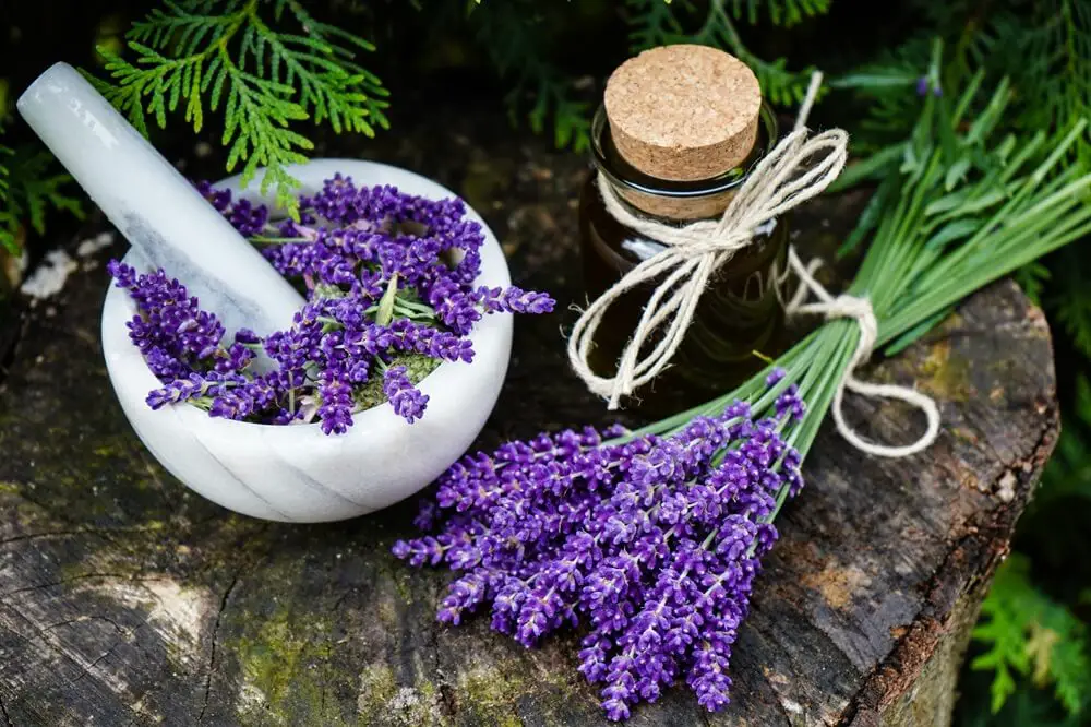 Lavender and Bowl