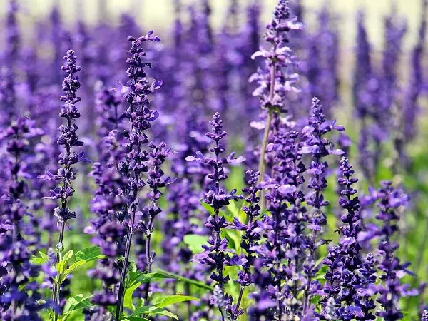 Lavender Perennial Herb