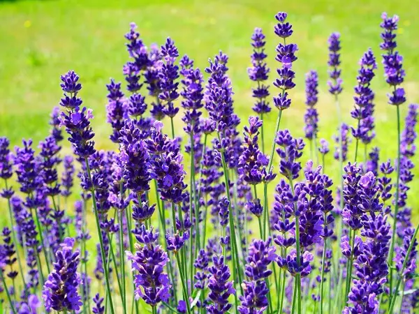 Lavender Plant