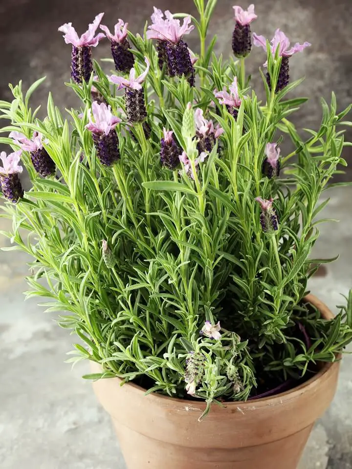 Lavender Plants In A Pot