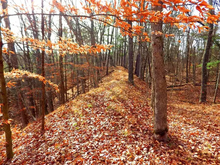 Leaves and Trees in the Fall