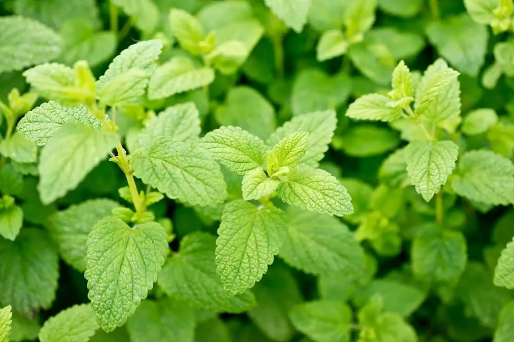 Lemon Balm Herb