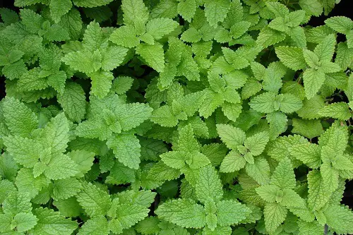 Lemon Balm