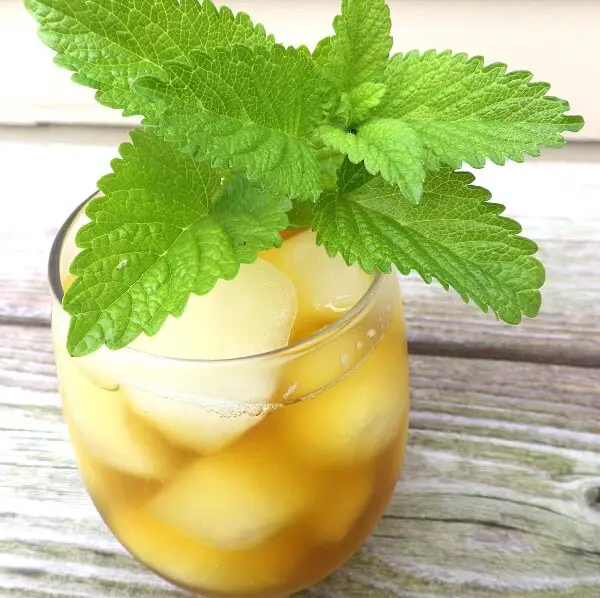 Lemon Balm Tea | 7 Perennial Herbs 