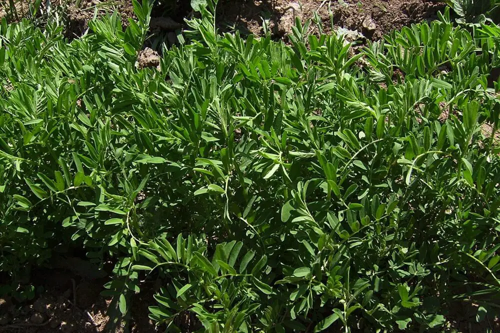 Lentil Plants