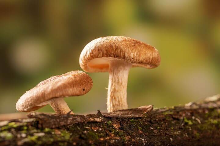 Lentinus Edodes on Tree