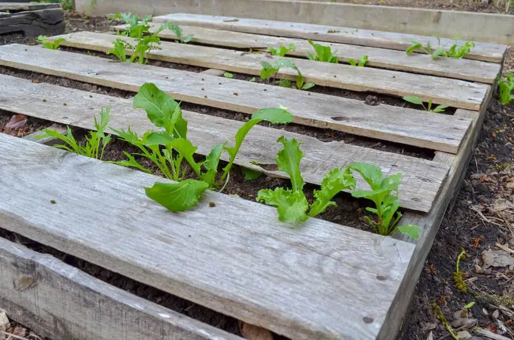 Lettuce Growing in Pallet