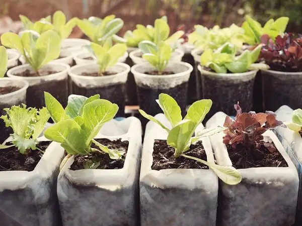 Lettuce Growing in Plastic Bottles