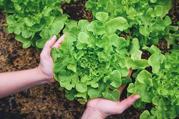 Lettuce in Vegetable Garden