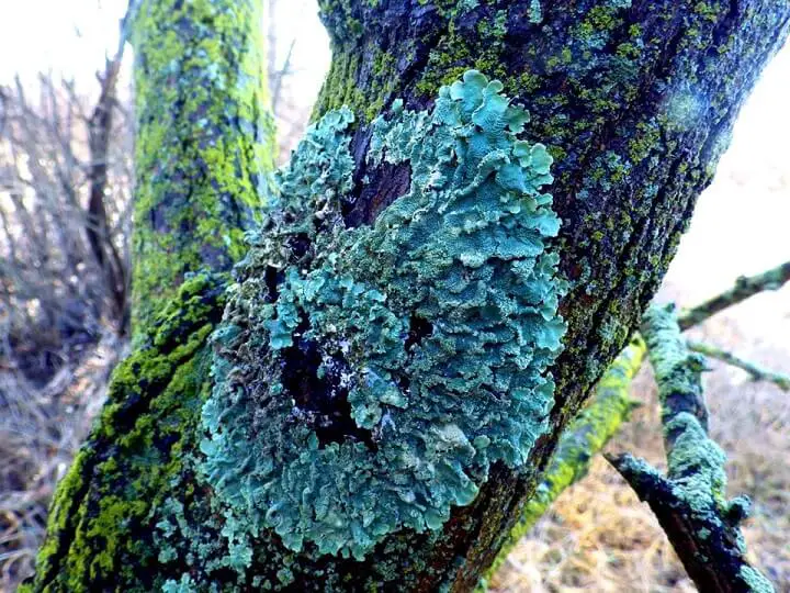 Lichen On A Tree