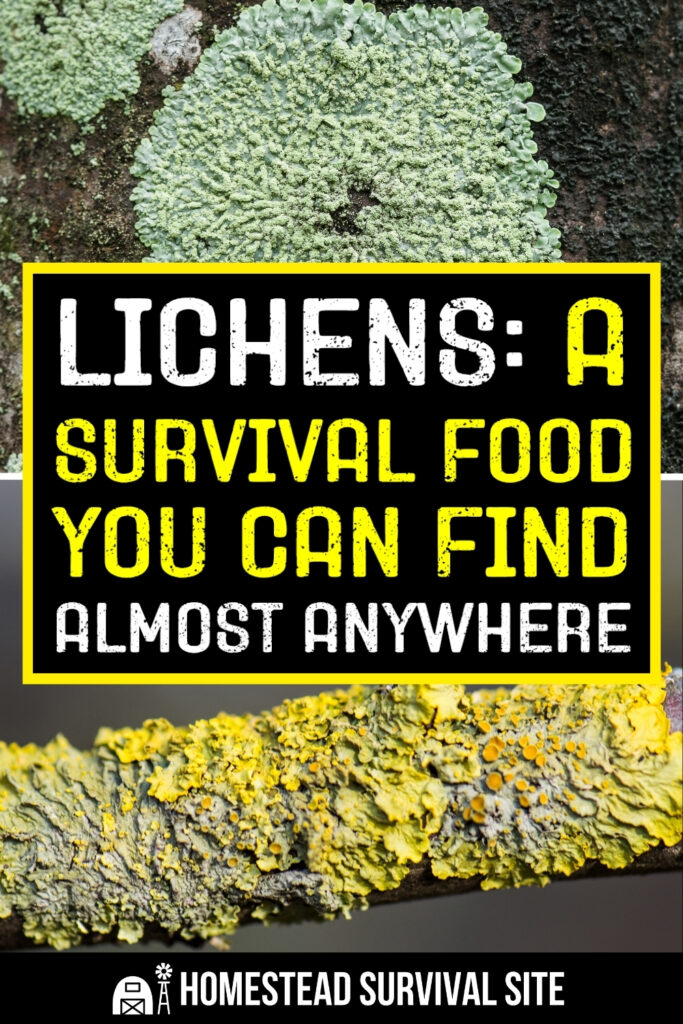 Lichens: A Survival Food You Can Find Almost Anywhere