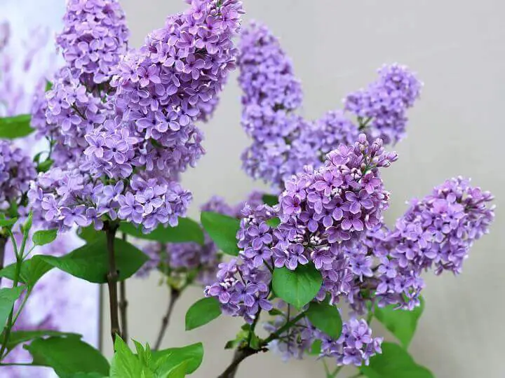 Lilac Flowers