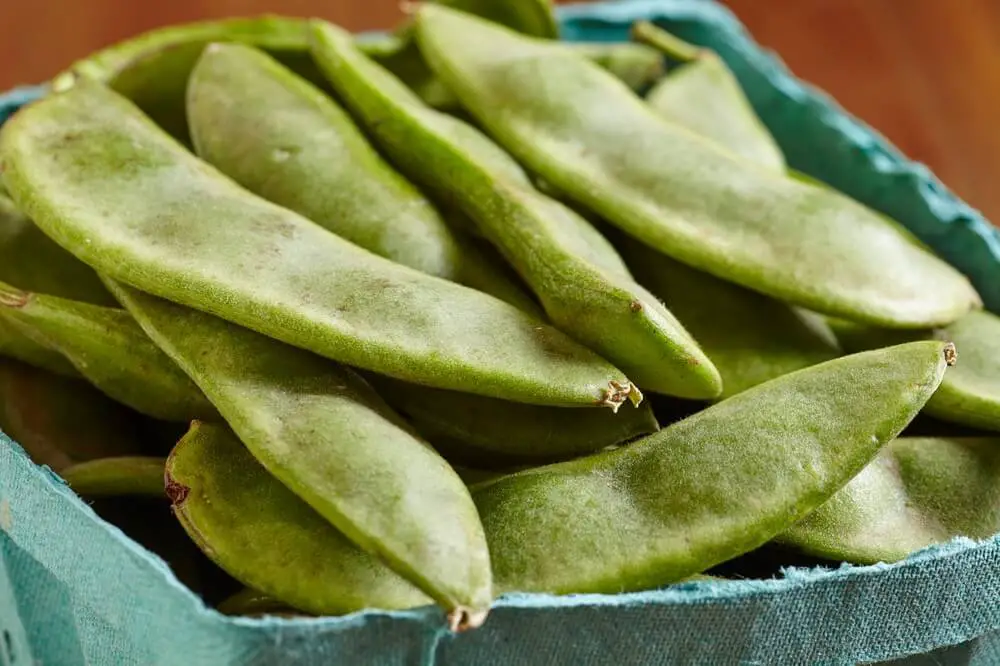 Lima Beans in Pods