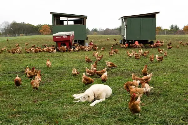 Livestock Guardian Dog With Chickens