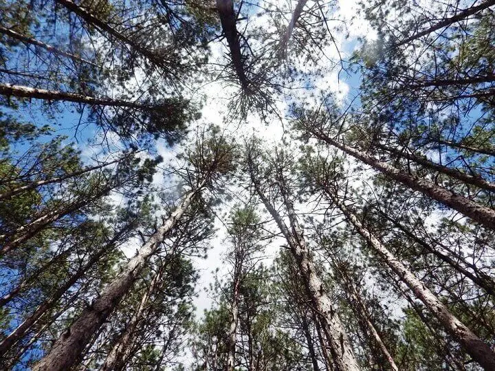 Looking Up At Trees