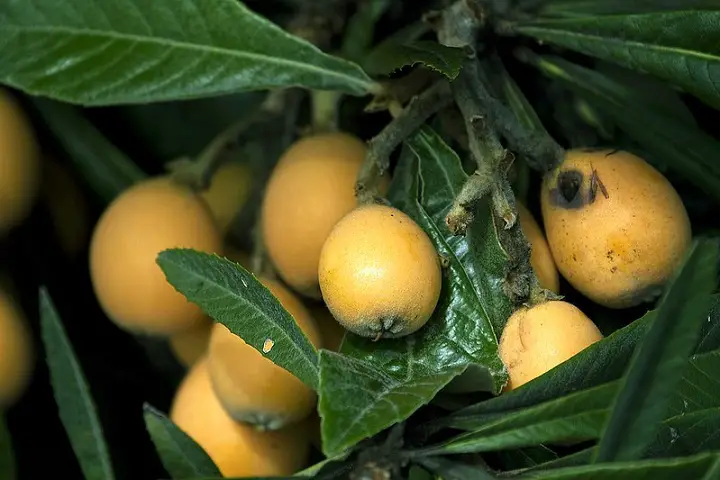 Loquat Fruit