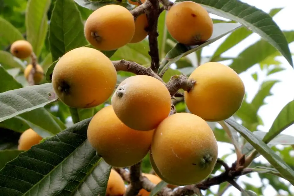 Loquats Growing on Branches