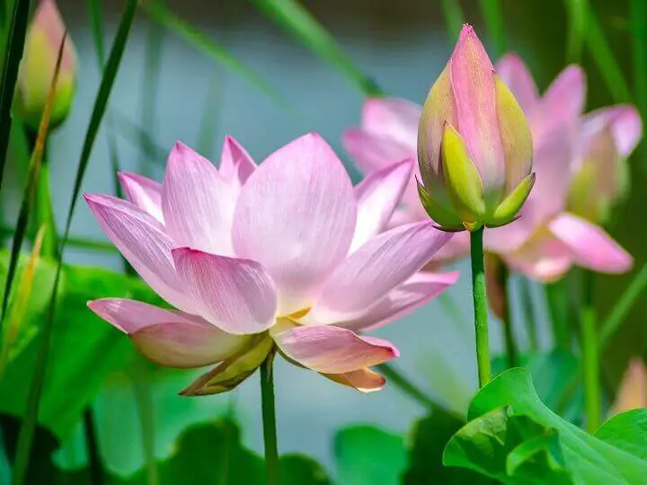 Lotus Flowers Blooming