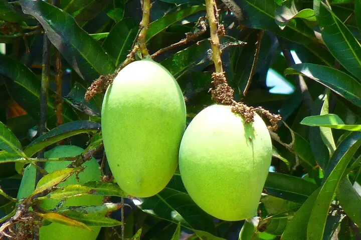 Mango Fruit Tree