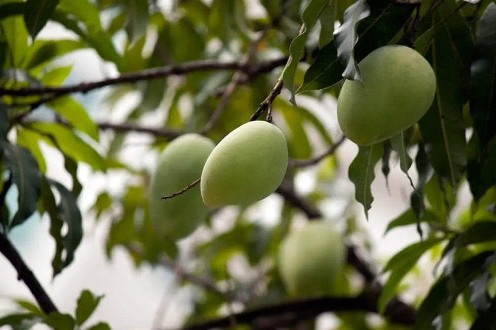 Mango on a Tree