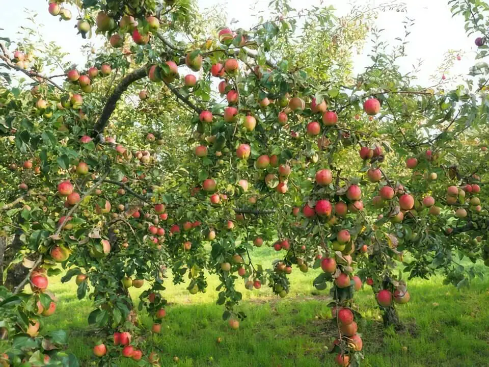 Many Apples on Apple Tree