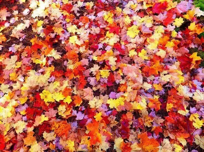 Maple Leaves On Ground
