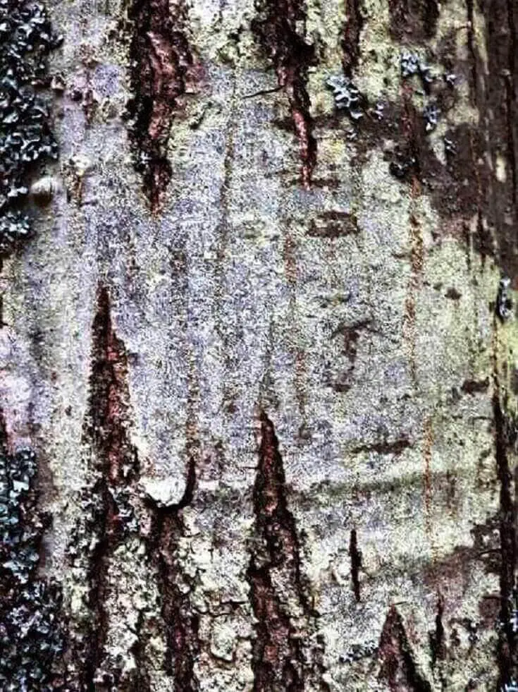 Maple Tree Bark Up Close